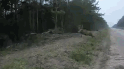 Deer Jump best Gif