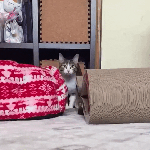 Cat Like Bullet in animals gifs