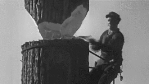 His Reaction When The Tree Falls best Gif