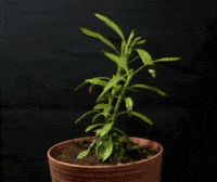 como se puede mejorar la flora intestinal cactus