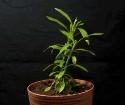 a GIF of a plant weltering due to lack of water