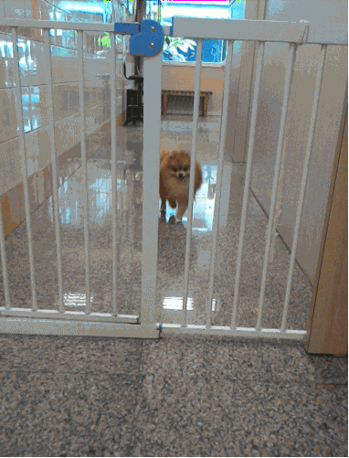 dog escape surise jail yoink