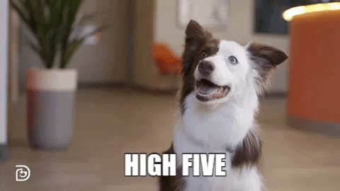 Cachorro pedindo high five