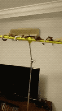 All Aboard in animals gifs