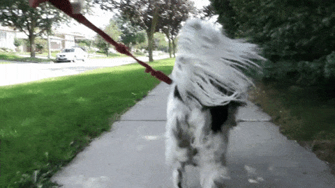 Gif of dog walking and wagging tail