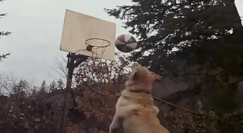 Air Bud GIF - Find & Share on GIPHY