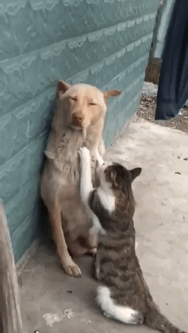 Cat Massage Dog in funny gifs