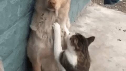 Cat Massage Dog