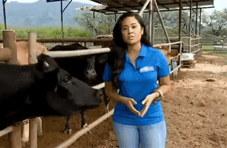 Revenge Of Cow in animals gifs