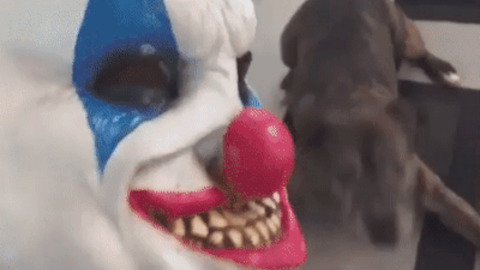The Reaction Of Dog