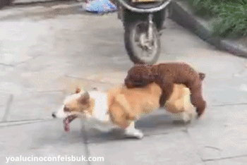 Brown Puppy Rides on Running Corgi's Back Funny Dog Cute