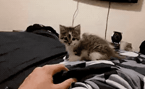 I Have Some Power in animals gifs