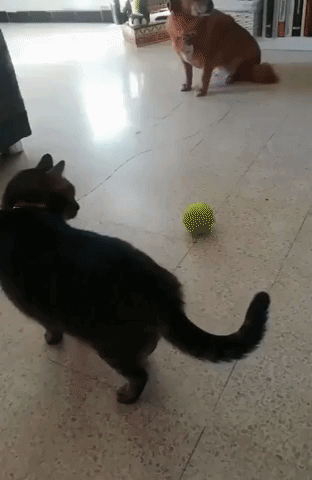 Cat And Ball Is Best Combo in animals gifs
