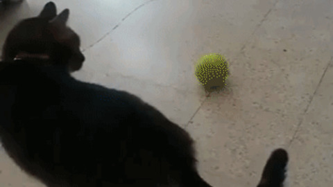 Cat And Ball Is Best Combo