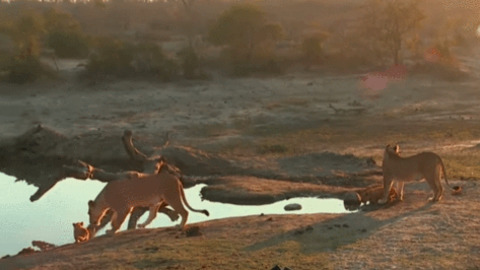 Momma Lion Thinks Cub Is Too Close To The Water best Gif