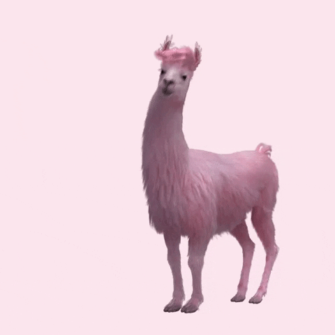 Image result for llama gifs