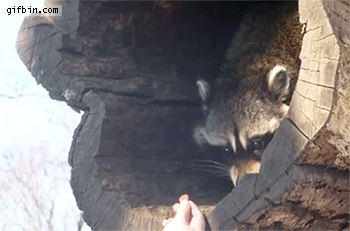 Raccoon grasping for a bite of food