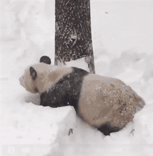 Justin cute snow panda blizzard2016