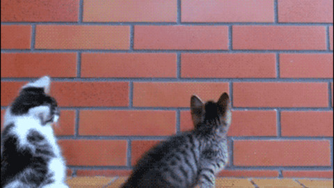 It is always fun to watch when kittens playing