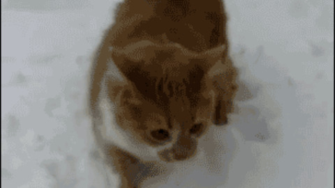 Into the Snow best Gif