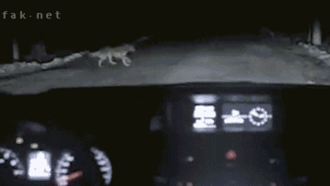 Take the car best Gif