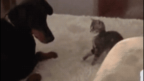 Hey Doggy Can you Do like this ? funny Gif