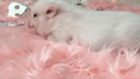 Pink Piggy best Gif