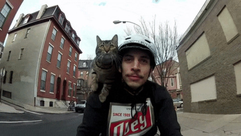 Riding Kitty best Gif