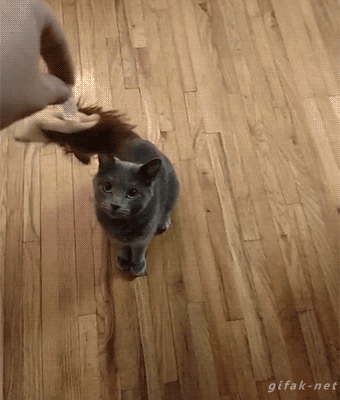 Cat is Waiting for Its Treat but Dog Grabs It