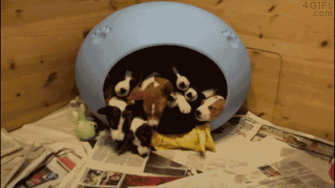 Doggies Overloaded best Gif