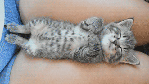 Sleeping Kitty best Gif