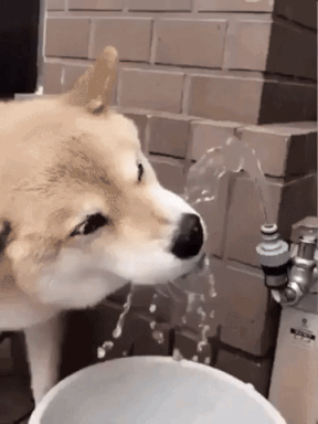 How to Drink from a Drinking Water Fountain Safe | Shiba Inu Doggo Drinking from Faucet Get Satisfied and Smiled