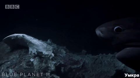 акулы едят кита, акулы подводная съёмка, акулы напали в воде