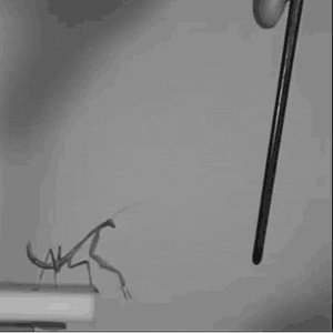  A mantis leap of Faith 
 