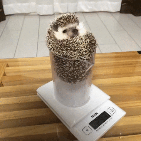 Porcupine GIF - Find & Share on GIPHY