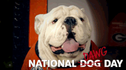 "national dog day"
