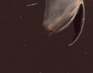 Why are there no fish in the deepest deep sea?