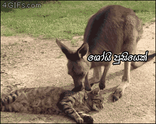 giphy.gif