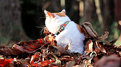 Image result for cat autumn gif