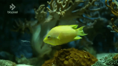 WTF Fish in funny gifs