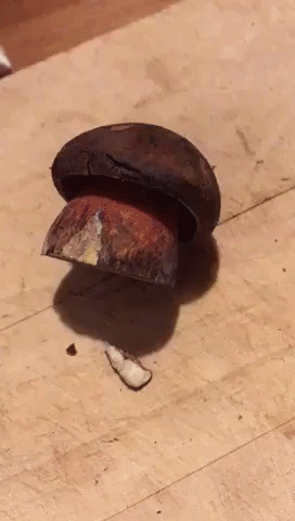 Color Changing Mushroom in funny gifs