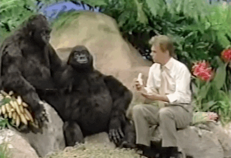 beating chest angry gorilla gif beating chest angry gorilla gif