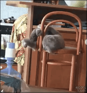 The Moment You Know You Are Fuked Up in animals gifs