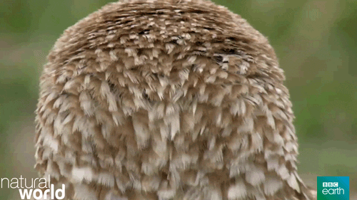 natural world owl GIF by BBC Earth
