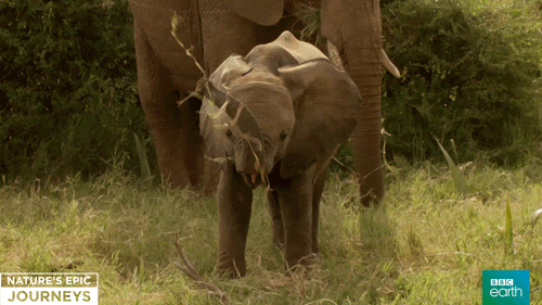 Elephants Trunk GIF by BBC Earth