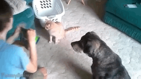 The 40 Cutest GIFs In The History Of The Internet