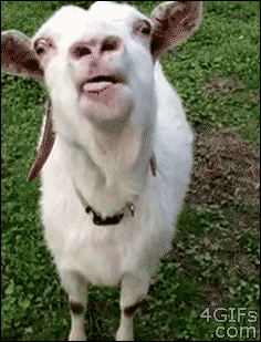 Goat Tongue in animals gifs