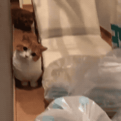 Caught While Sneaking in animals gifs