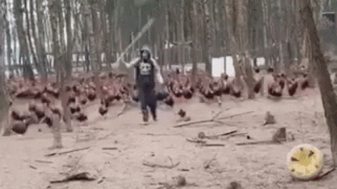Lord of the chickens