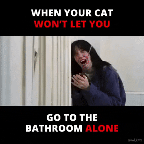Cats be like in cat gifs